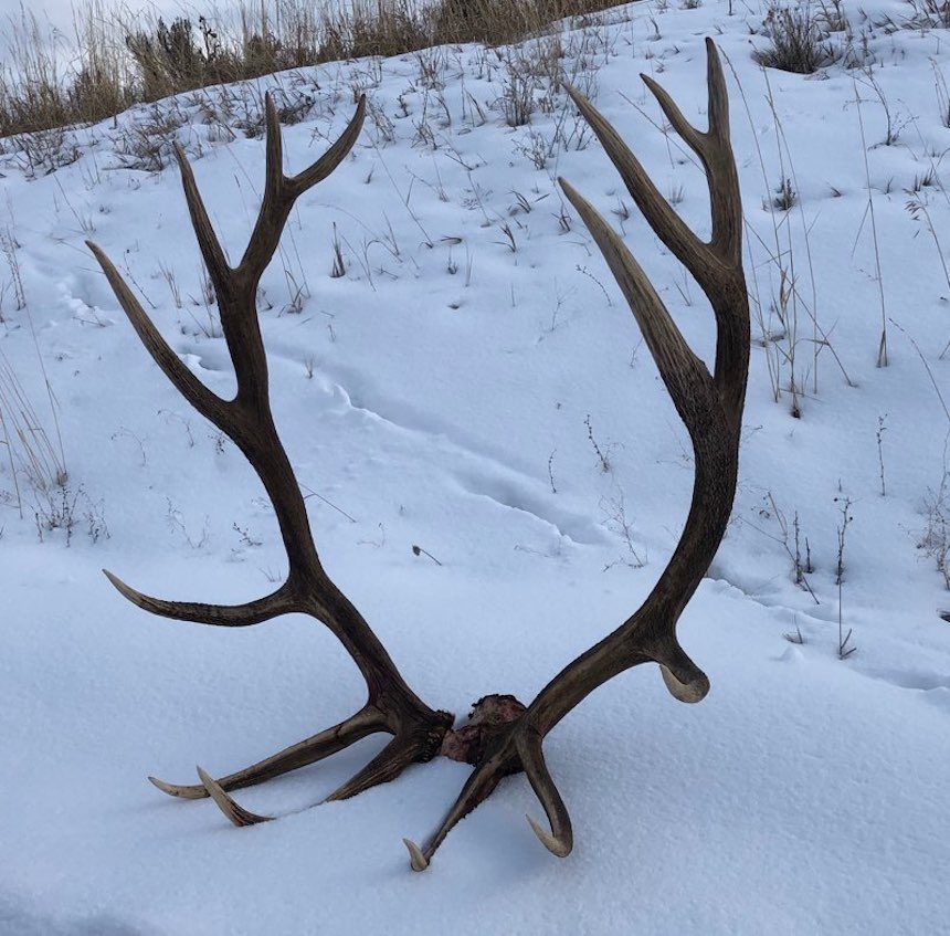 Furs, hides, antlers and more. The Idaho Dept. of Fish and Game is