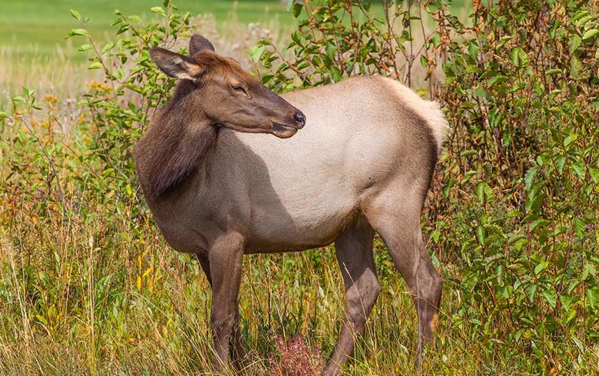 cow elk adobe