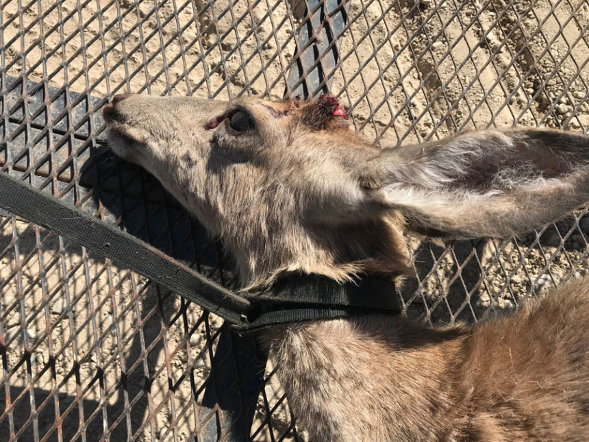 Closeup of Deer with Leash