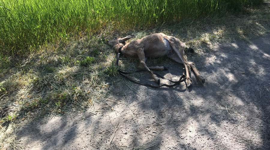 Deer with Leash