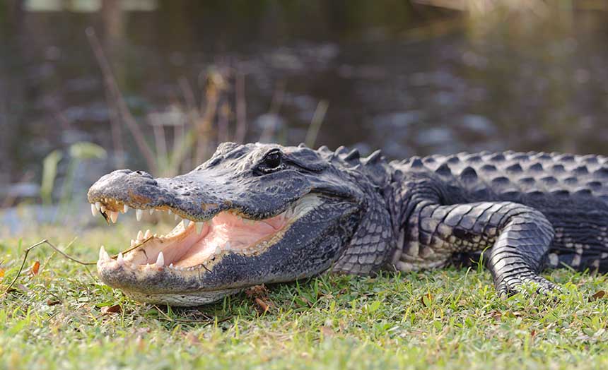 A man was hospitalized after an alligator bit him in the face in Florida - Vimarsana News