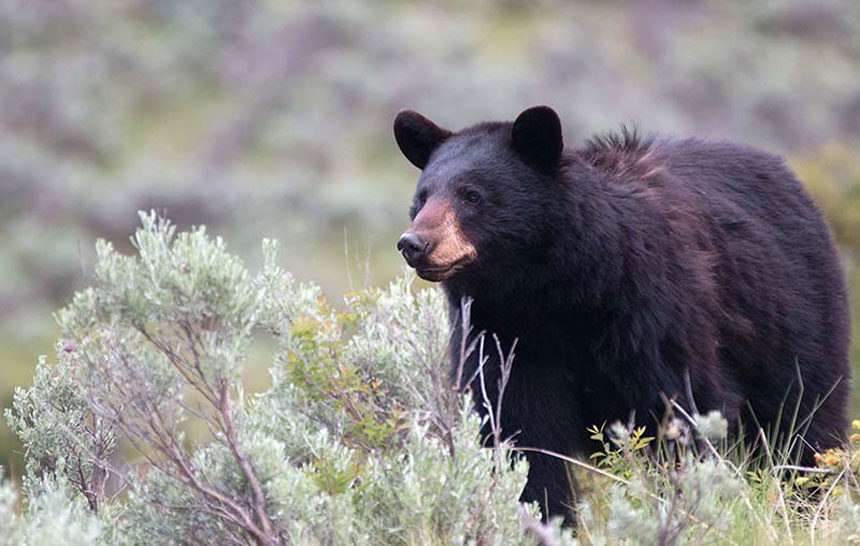 female black bear yellowstone