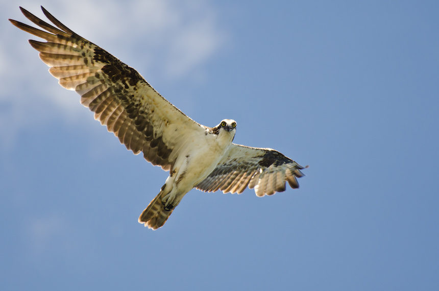 AdobeStock 68612070