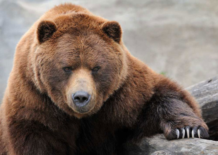 Grizzly Bear