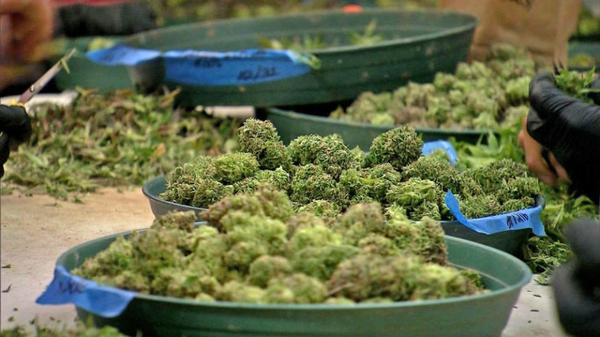 canada pot