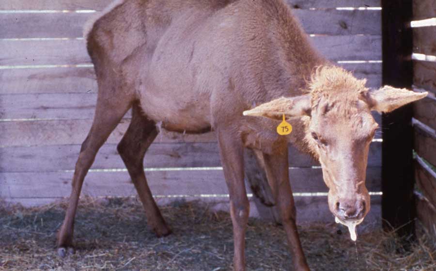 This fatal deer disease was found in Idaho. Now, Congress wants to help fight it - Vimarsana News