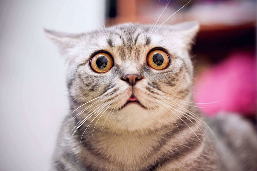 Shocked Cat