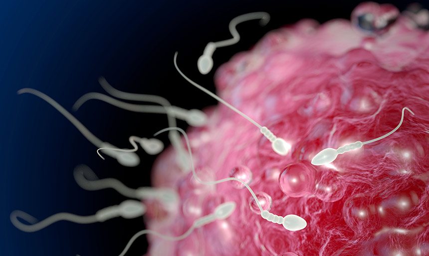 sperm eggs ferility adobe