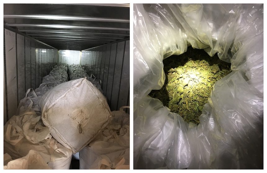 marijuana bust