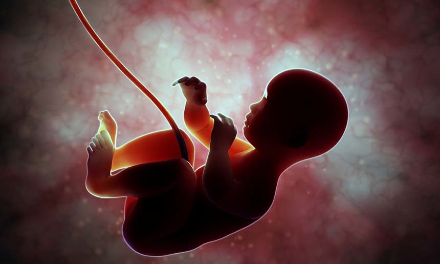 baby fetus adobe