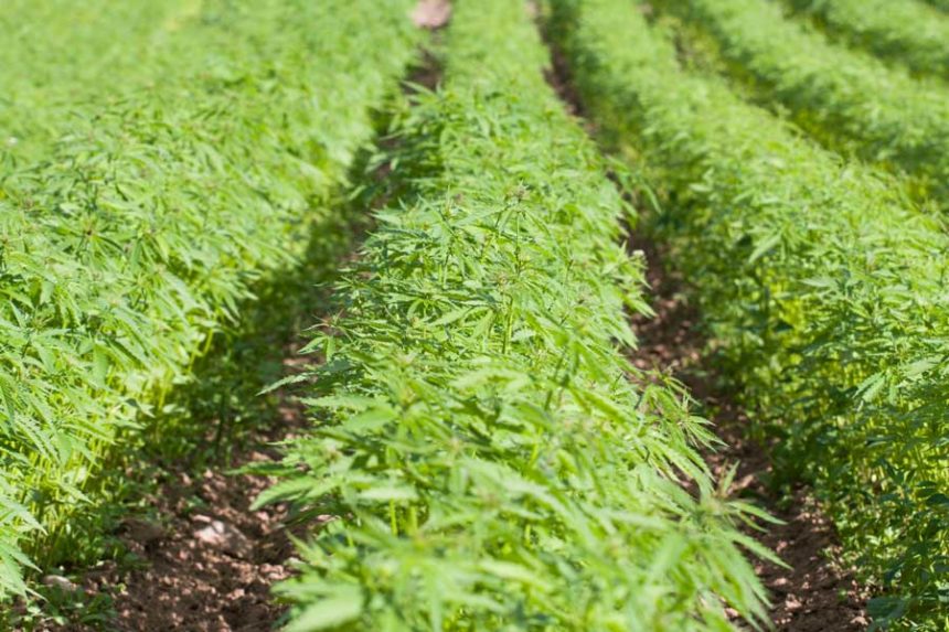 HEMP