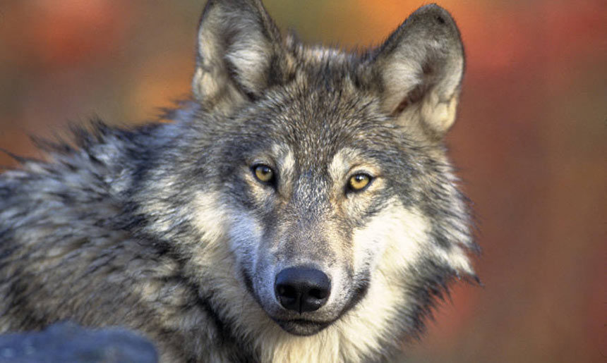 gray wolf