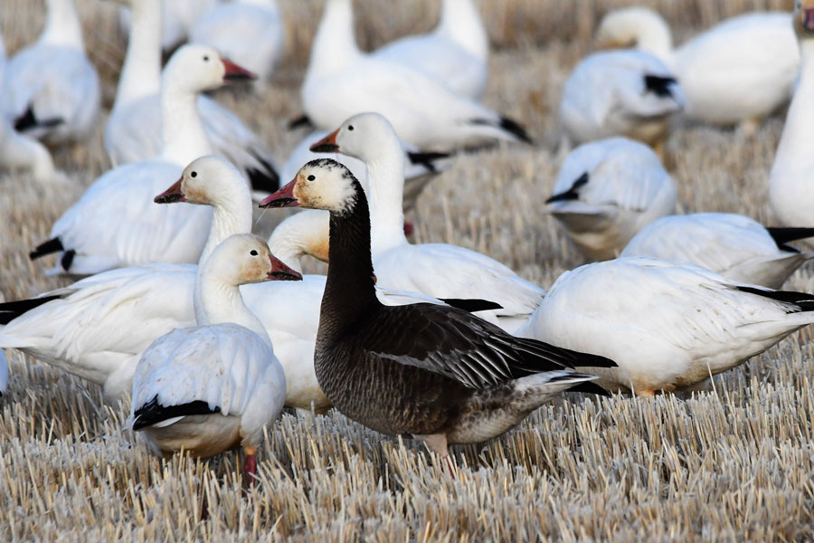 The Snow Geese have arrived and are quite a sight East Idaho News
