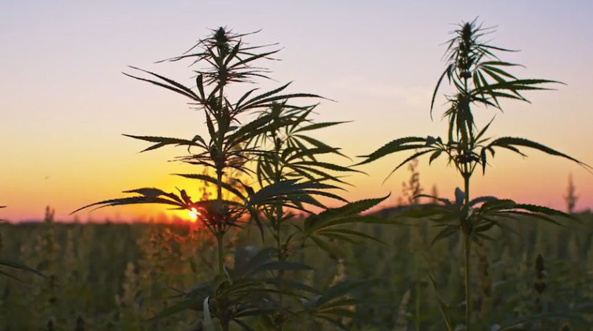 hemp
