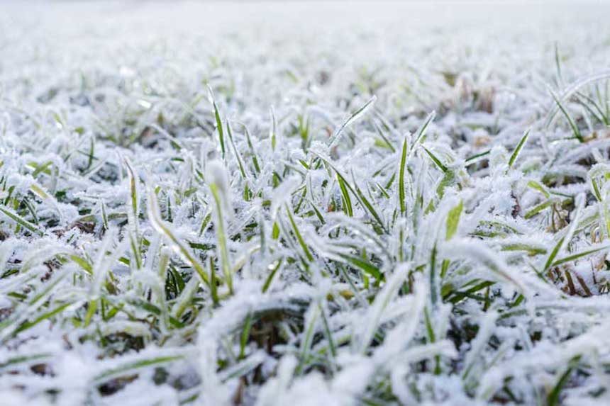 Frost Grass