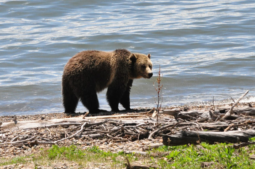 grizzly bear