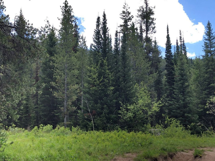 caribou targhee national forest