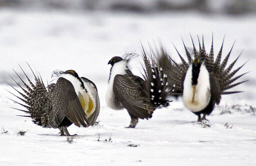 sage grouse