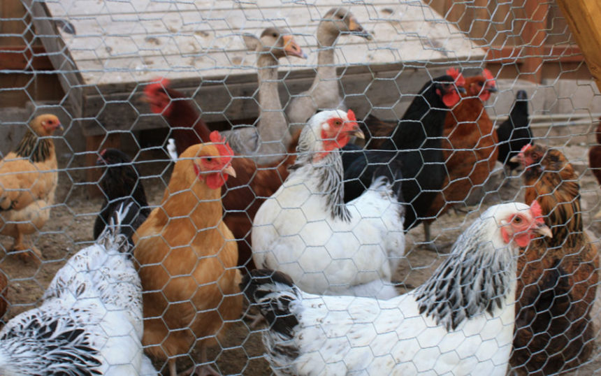 Chickens03