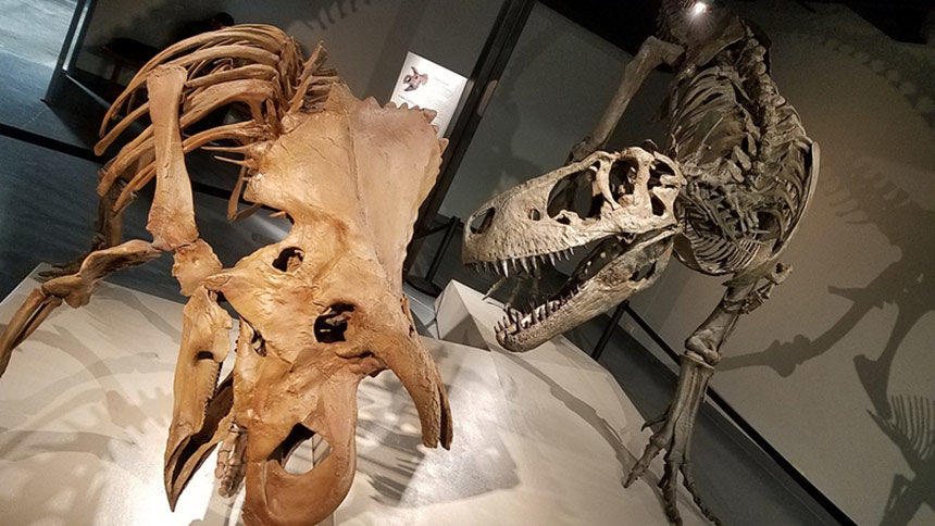 dinos