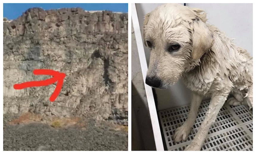 This dog spent days trapped on a steep cliff before 2 Idaho men came to
