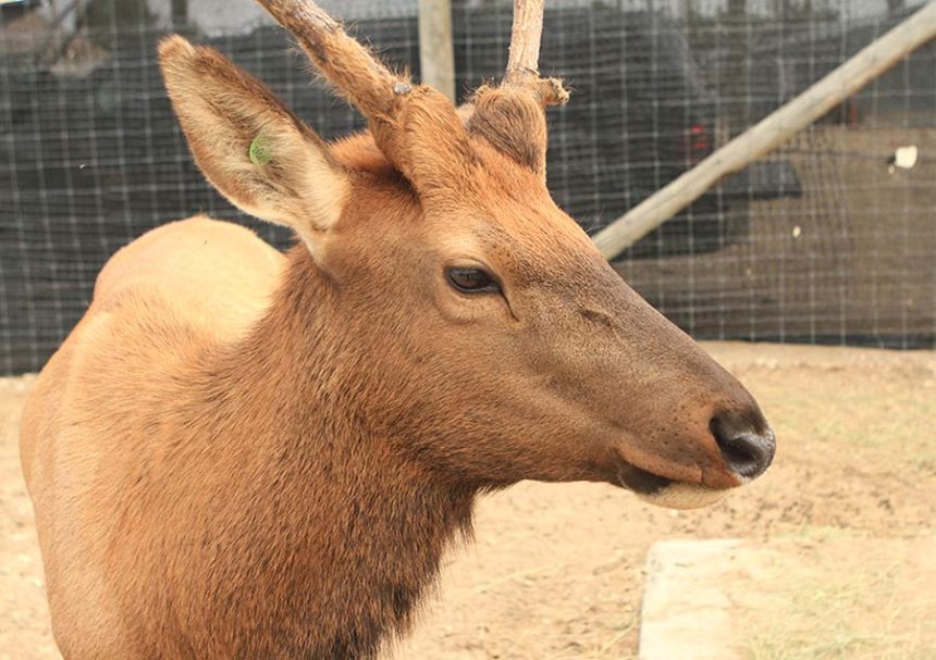 sweet elk idfg