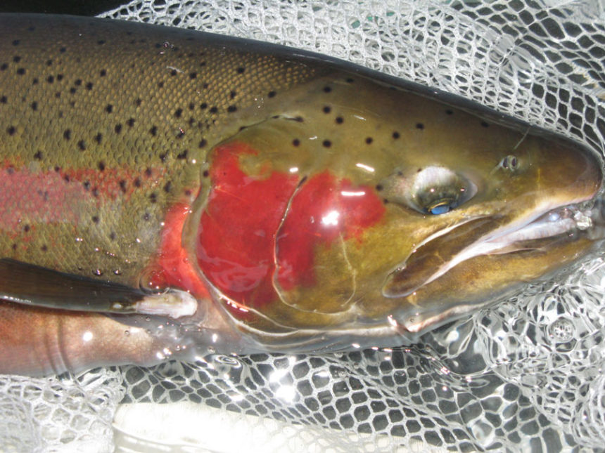 TROUT