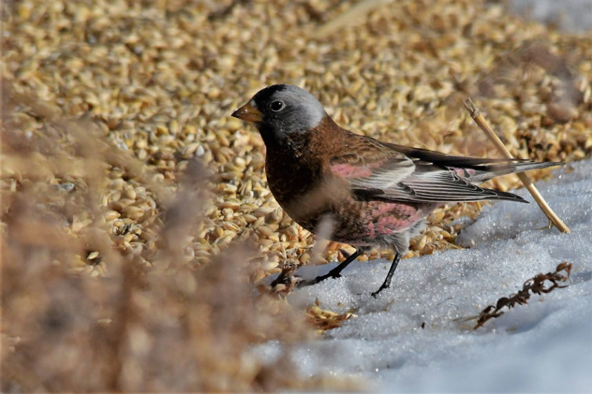 Rosyfinch20 19