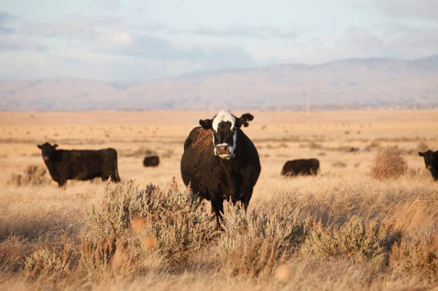 Cows