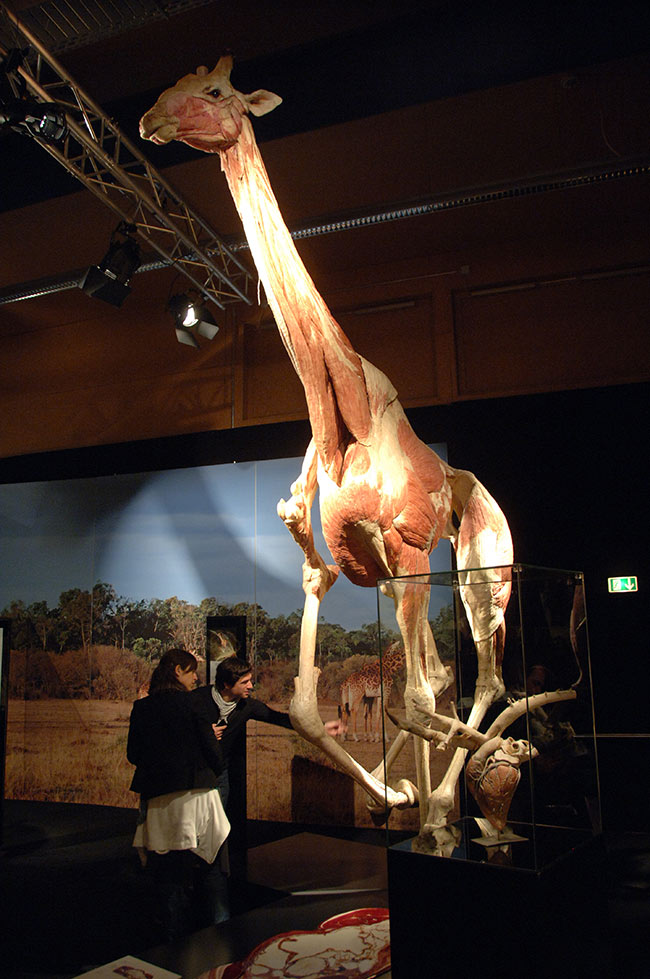 animal bodies moi 2