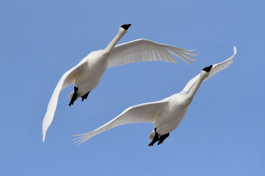 trumpeter swans