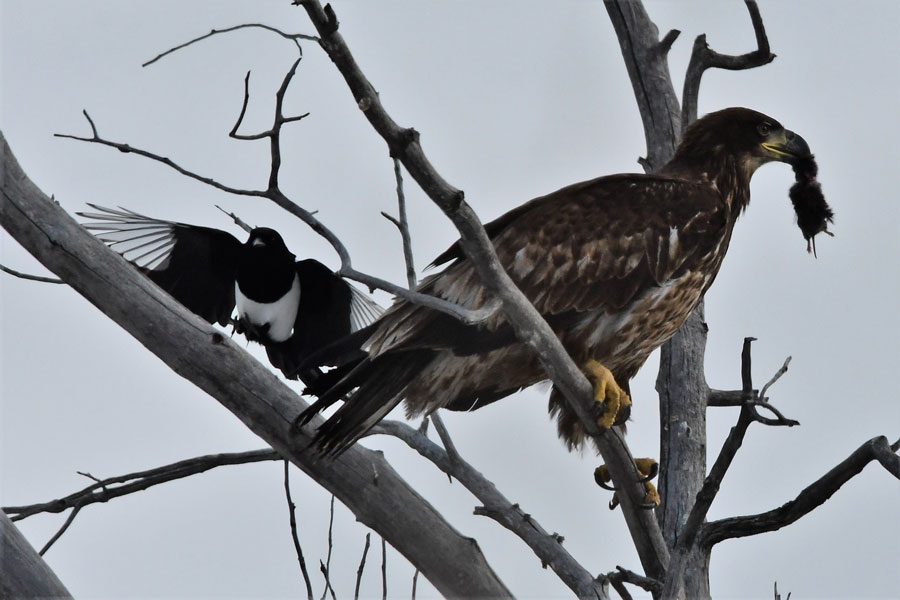 bald eagle