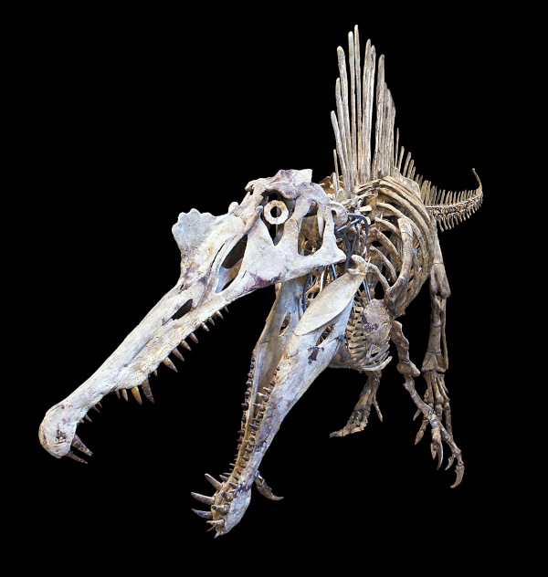 spinosaurus skeleton