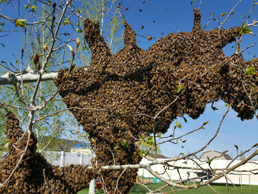 WATCH Massive amount of bees swarm Iona family's yard East Idaho News