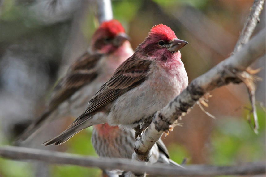 finch