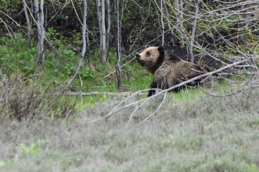 grizzly