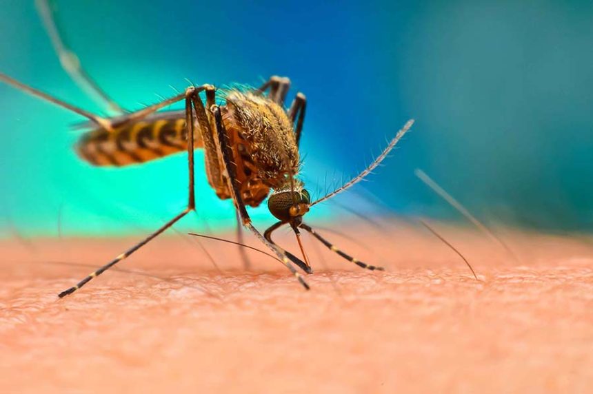 mosquito shutterstock cnn article only