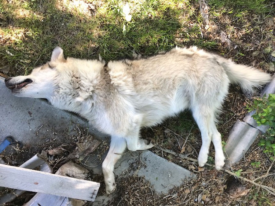 UPDATE Fish and Game officials say dead wolf was really a wolfdog