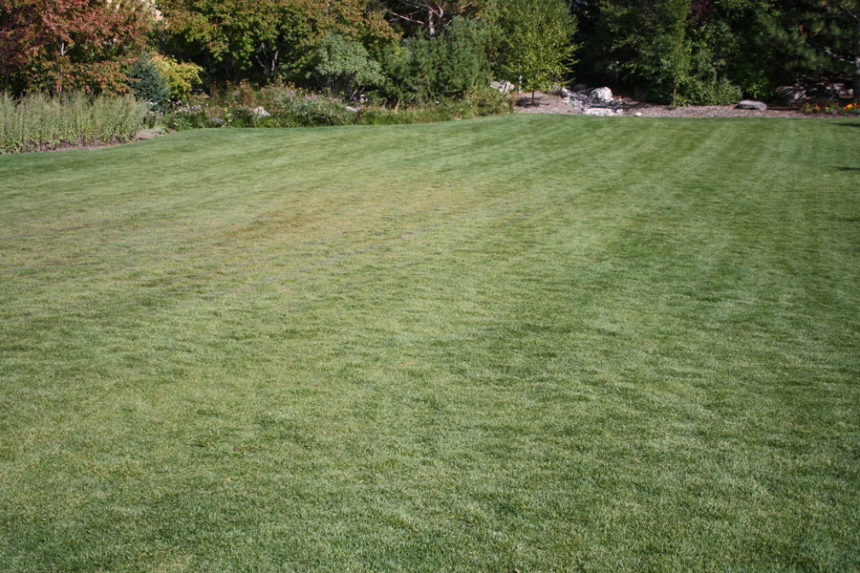 mowed grass