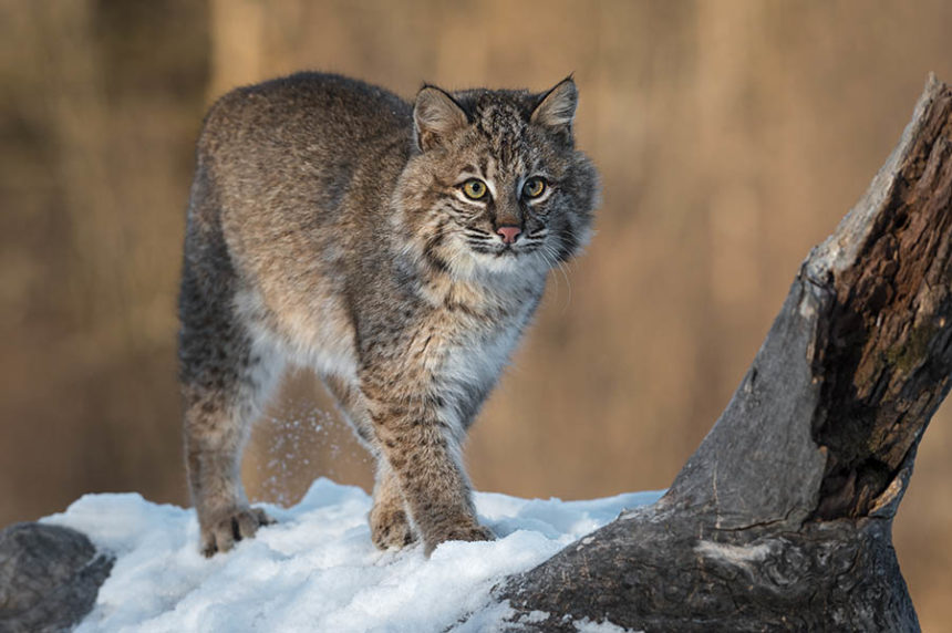 Bobcat