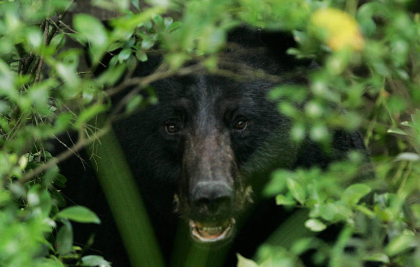 black bear usfws