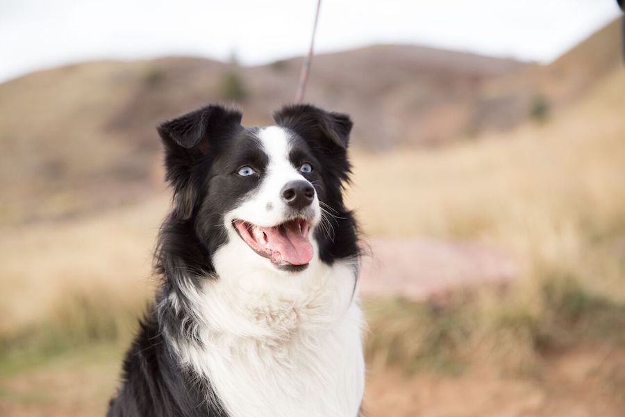 New children's book tells story of Jade, the dog lost in Yellowstone