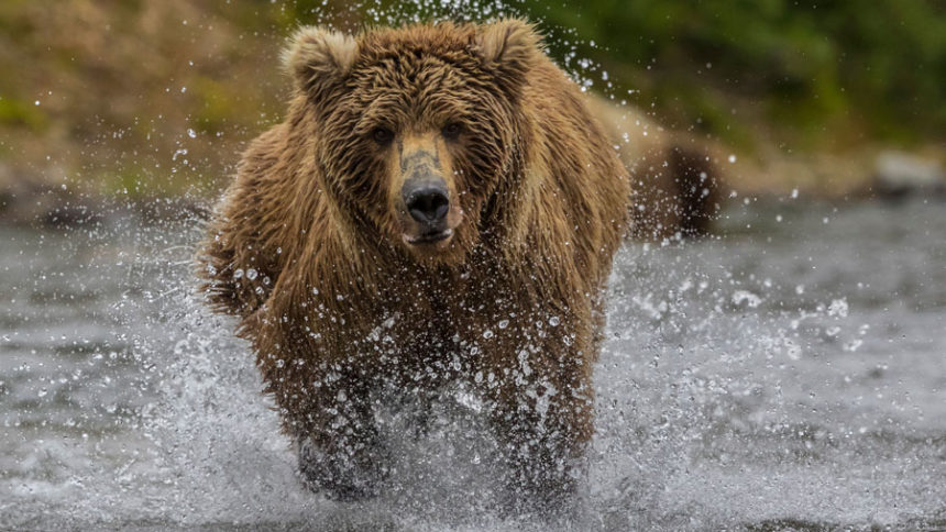 grizzly bear
