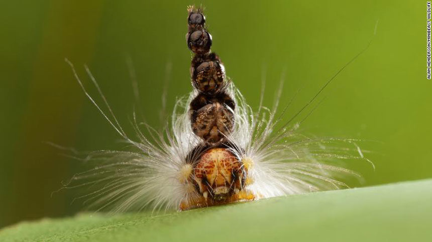 haterpillar