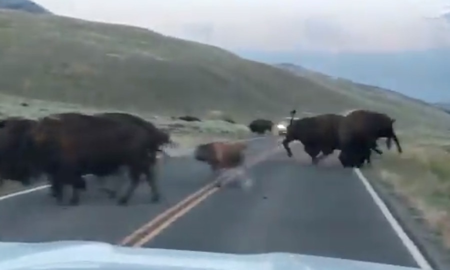 WATCH Yellowstone issues warning with video about how aggressive bison