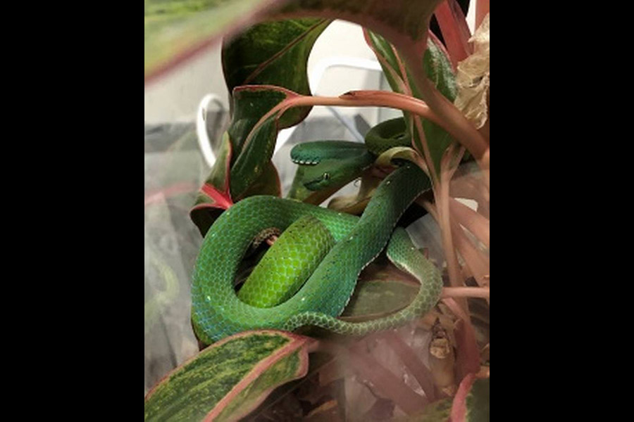 vogels pit viper idfg