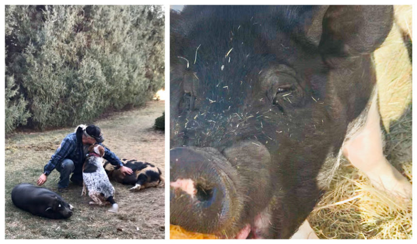 pigs
