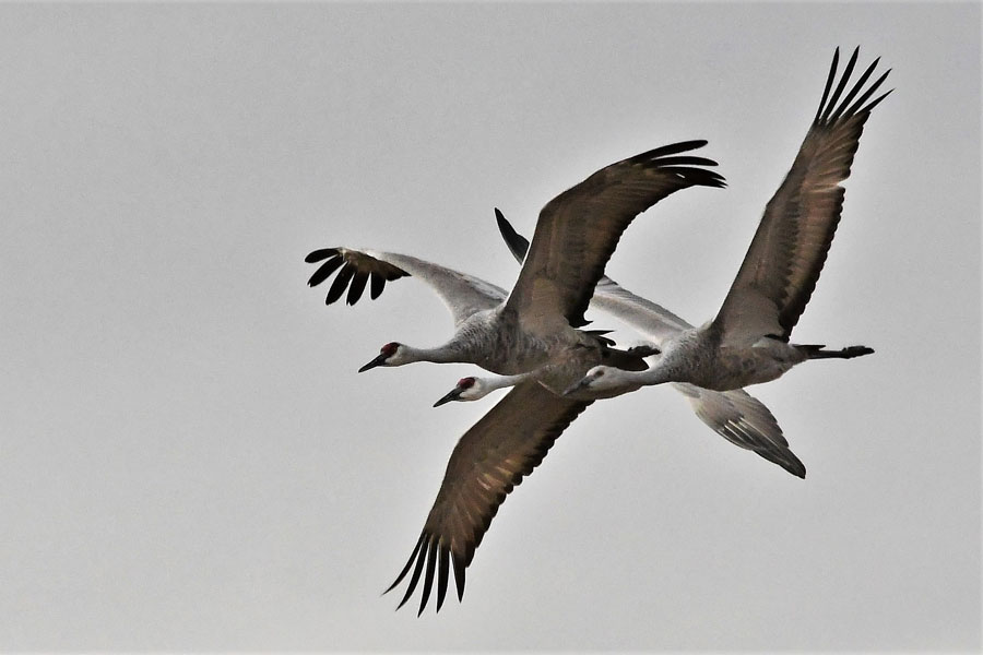 sandhill cranes