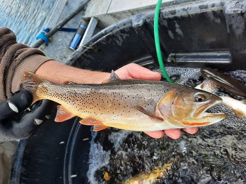 TROUT