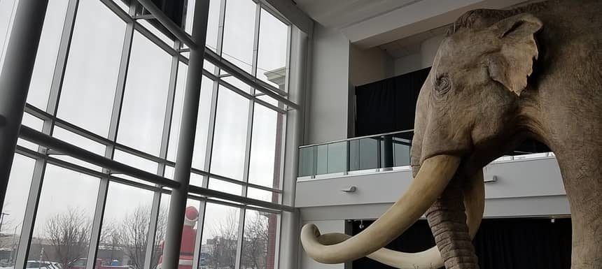 Mammoth foresight